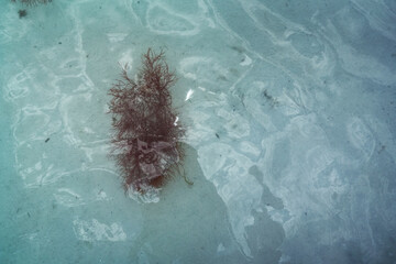 Brown Seaweed On Light Underwater Surface
