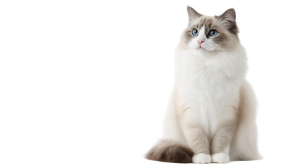 Obraz premium Cute Ragdoll cat sits upright with natural posture,white banner,copy space,clean and minimal look
