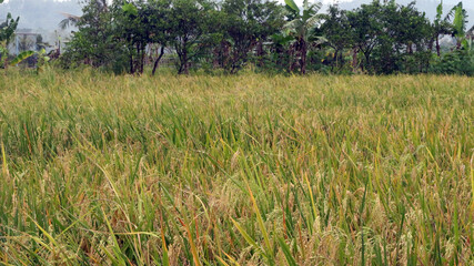 Yellowing rice fields ready to be harvested
