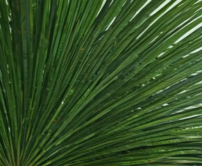 Obraz premium Intricate veined palm frond, vibrant green hues, macro, green leaf texture, natural