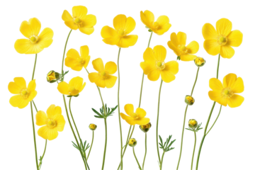 Bright yellow buttercup flower stems isolated on white background for natural themed design projects