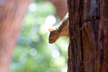 squirrel on tree