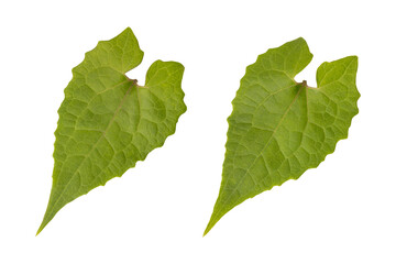 Fresh green wild mikania micrantha leaves isolated on transparent background