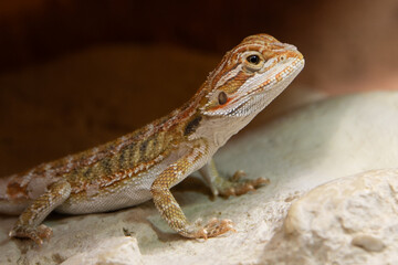Bearded dragon on sandy ground in the terrarium