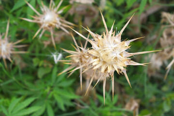 Pink milk thistle flower on green background, Field with Silybum marianum (Milk Thistle) , Medical plants.Blessed milk thistle pink flowersin field. Silybum marianum herbal remedy plant. Banner.