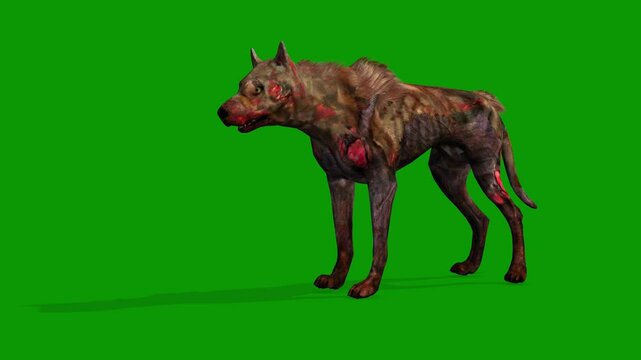 Scary Dog on Green Screen Waiting idle Scene Left 3D Rendering Animation Zpmbie Dog