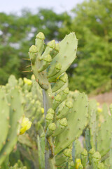 Eastern Prickly Pear Cactus (Opuntia humifusa) devil's-tongue or Indian fig, wild plant in nature closeup shot, prickly pear is a species of cactus that has long been a domesticated crop plant