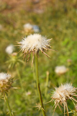 Pink milk thistle flower on green background, Field with Silybum marianum (Milk Thistle) , Medical plants.Blessed milk thistle pink flowersin field. Silybum marianum herbal remedy plant. Banner.