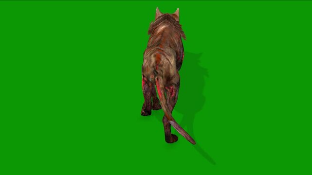Scary Dog on Green Screen Walking Back 3D Rendering Animation Zpmbie Dog