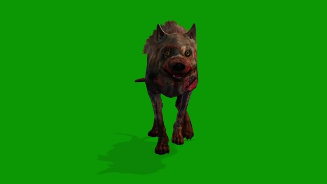 Scary Dog on Green Screen Walking Front 3D Rendering Animation Zpmbie Dog
