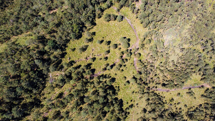 High-altitude forests of Pinus hartwegii, a pine species that only grows above 3,000 meters. Unique Mexican ecosystems adapted to extreme mountain climates