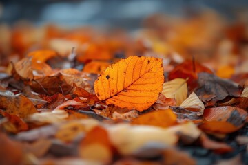 Autumnal leaf litter. A vibrant orange leaf rests amongst a carpet of fallen, multicolored leaves
