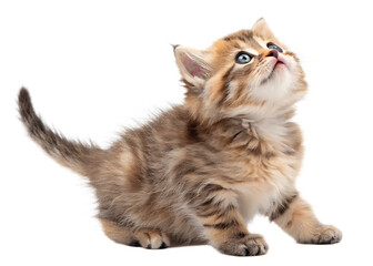 Fototapeta premium Cute playful funny kitten looking up isolated on a white background. PNG