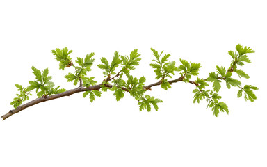 Branch with Young Green Leaves on Transparent Background