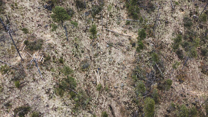 Illegal logging zone showing clear signs of deforestation and forest damage. A critical...
