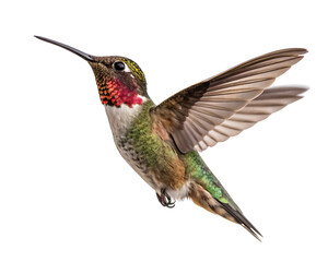 Fototapeta premium Flaying hummingbird Bird white background, AI GENERATED