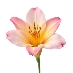 Fototapeta premium Beautiful Pink Lily Flower Image HighResolution Stock Photo isolated on transparent background
