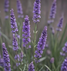 Close-up of vibrant purple lavender blossoms, isolated ,  beautiful,  flora,  blossom
