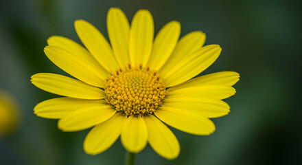 Radiant Yellow Daisy Blossom Captured in Detail Against a Muted Backdrop