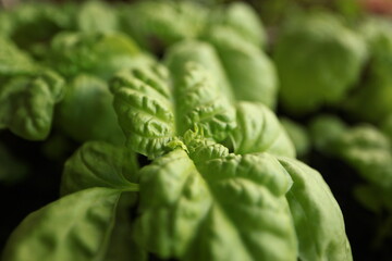 green basil leaf surface texture
