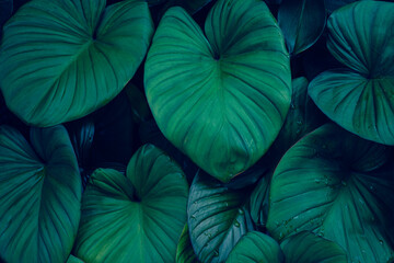 abstract tropical leaf textures on dark tone, natural green background.