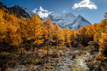 Golden autumn forest with vibrant yellow trees, clear mountain stream, and snow capped peaks under bright blue sky, creating peaceful and scenic landscape