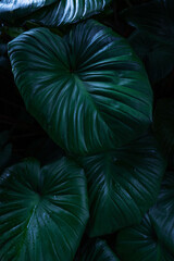 Fototapeta premium abstract tropical leaf textures on dark tone, natural green background.