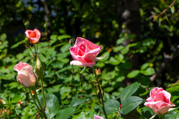 Fototapete bei efototapeten.de bestellen   