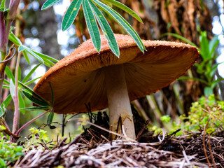 Wild mushrooms growing in a Mexican pine forest. A glimpse of forest biodiversity, fungal ecology,...