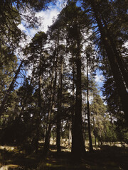 Sacred Oyamel Forest: Misty Abies religiosa Canopy