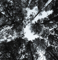 Sacred Oyamel Forest: Misty Abies religiosa Canopy © Bernabe
