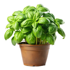 basil in pot