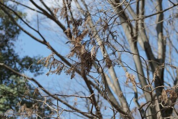 ラクショウの木