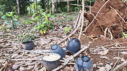 Harvesting process in tropical forest rural area nature scene serene environment ground level view organic farming practices