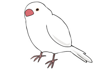 色とりどり 白文鳥