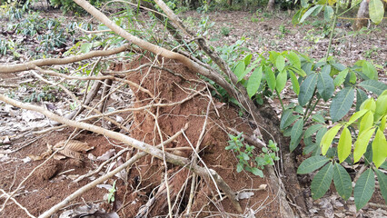 Nature's resilience exploring a fallen tree remnant in a lush forest natural landscape close-up view environmental awareness