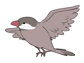 色とりどり 文鳥 シナモン 飛ぶ