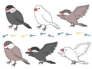 色とりどり 文鳥 まとめ