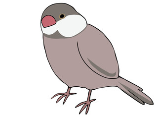 色とりどり 文鳥 シナモン