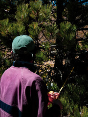 People conducting a traditional forest inventory, measuring trees and fauna using forestry tools...