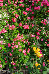 初夏の神戸岡本の本山街園のばら