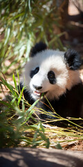 Playful Baby Panda Among Bamboo