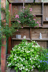 様々な花が咲く初夏のガーデニング