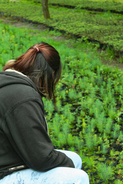 Community forest nursery with pine and oyamel seedlings in traditional plastic bags. A sustainable reforestation method rooted in local knowledge.