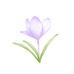 Purple Crocus flower 