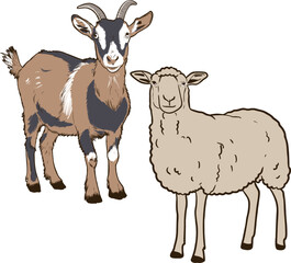 Two goats full color sketch