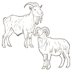 goat and sheep line art sketch