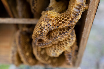 ニホンミツバチの巣箱を空けたところ