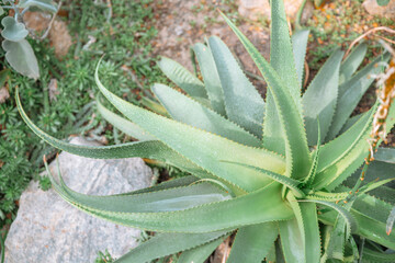 Obraz premium Lush aloe vera plant thriving in a garden under natural daylight