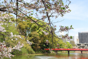 Obraz premium Osaka, Japan - April 13, 2024: Tennoji Park is adorned with sakura cherry blossoms in full bloom. This landscaped city park features fountains and a red bridge over Kawazokoike Pond.